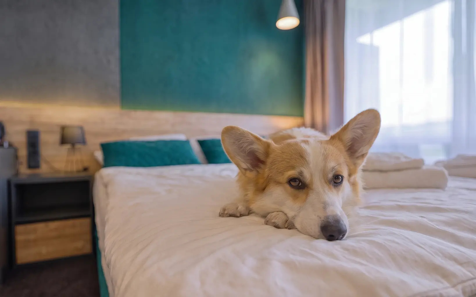 Corgi kutya a Hotel Szieszta egyik szobájának ágyán